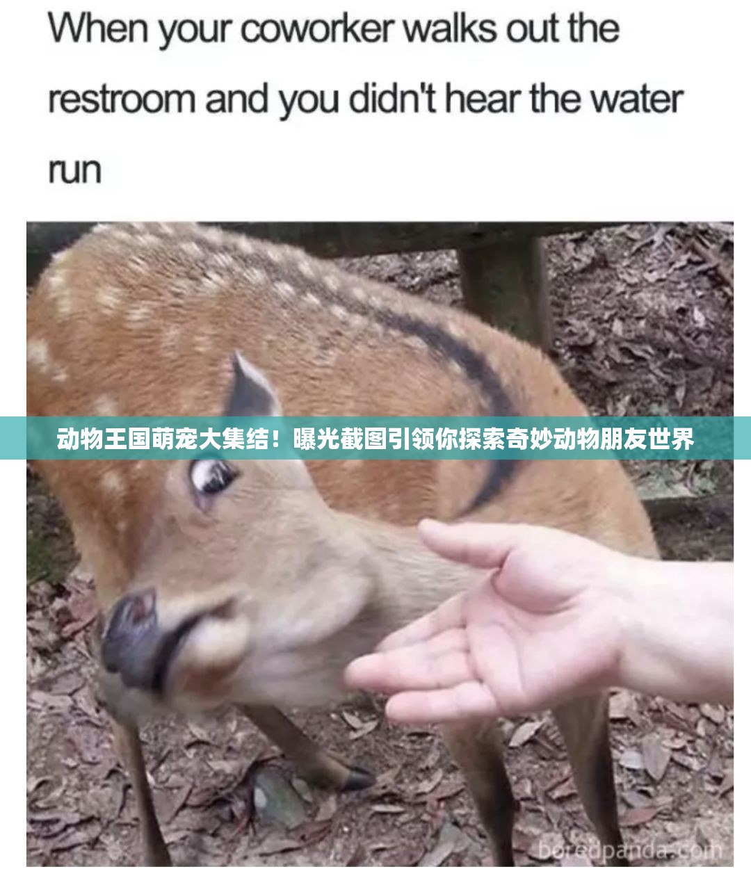 动物王国萌宠大集结！曝光截图引领你探索奇妙动物朋友世界