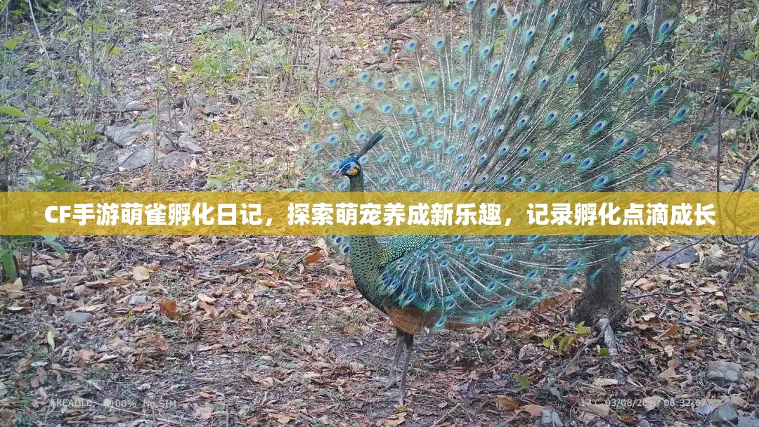 CF手游萌雀孵化日记，探索萌宠养成新乐趣，记录孵化点滴成长