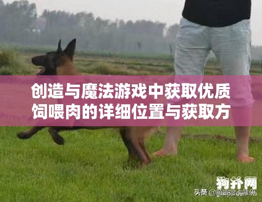 创造与魔法游戏中获取优质饲喂肉的详细位置与获取方法指南