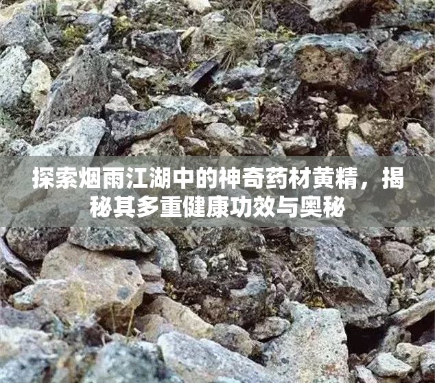 探索烟雨江湖中的神奇药材黄精，揭秘其多重健康功效与奥秘