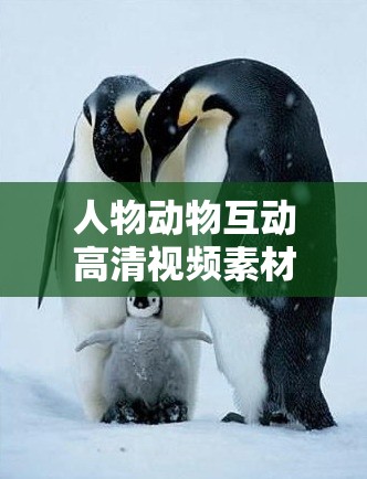 人物动物互动高清视频素材：展现奇妙情感纽带的珍贵影像