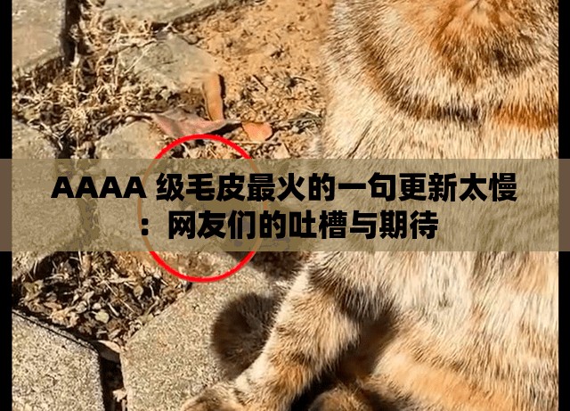 AAAA 级毛皮最火的一句更新太慢：网友们的吐槽与期待