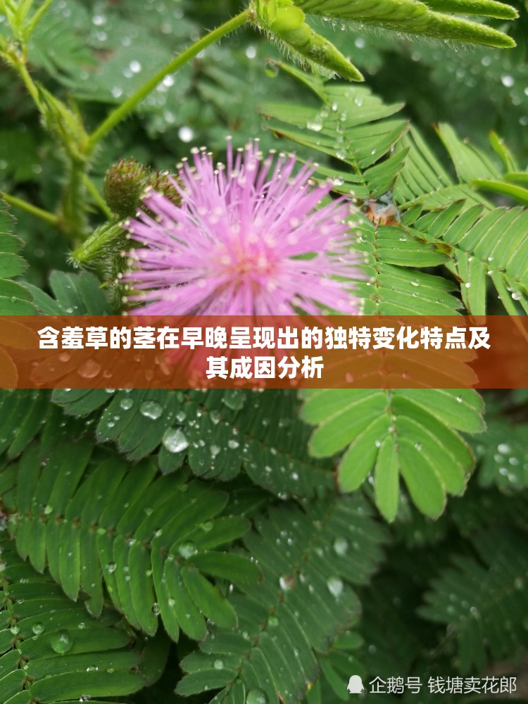 含羞草的茎在早晚呈现出的独特变化特点及其成因分析