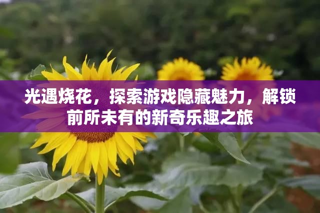 光遇烧花，探索游戏隐藏魅力，解锁前所未有的新奇乐趣之旅