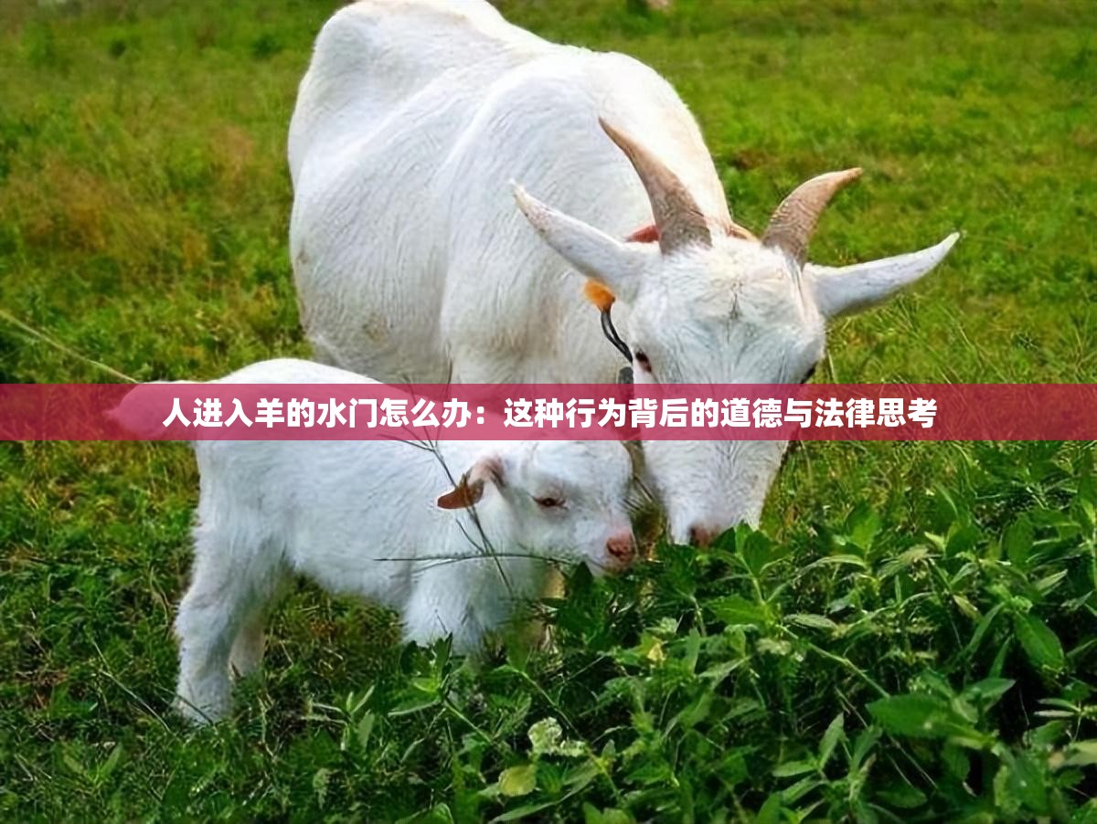 人进入羊的水门怎么办：这种行为背后的道德与法律思考