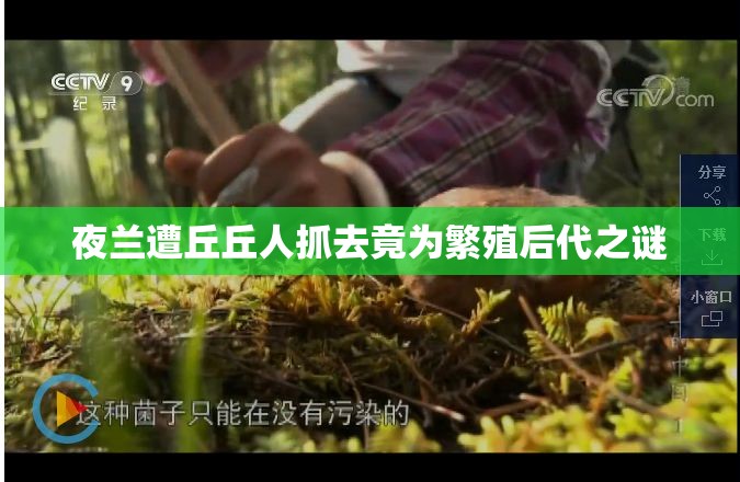 夜兰遭丘丘人抓去竟为繁殖后代之谜