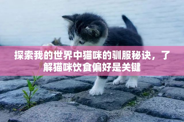 探索我的世界中猫咪的驯服秘诀，了解猫咪饮食偏好是关键
