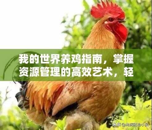 我的世界养鸡指南，掌握资源管理的高效艺术，轻松繁育与照料鸡群