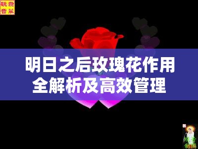 明日之后玫瑰花作用全解析及高效管理策略指南
