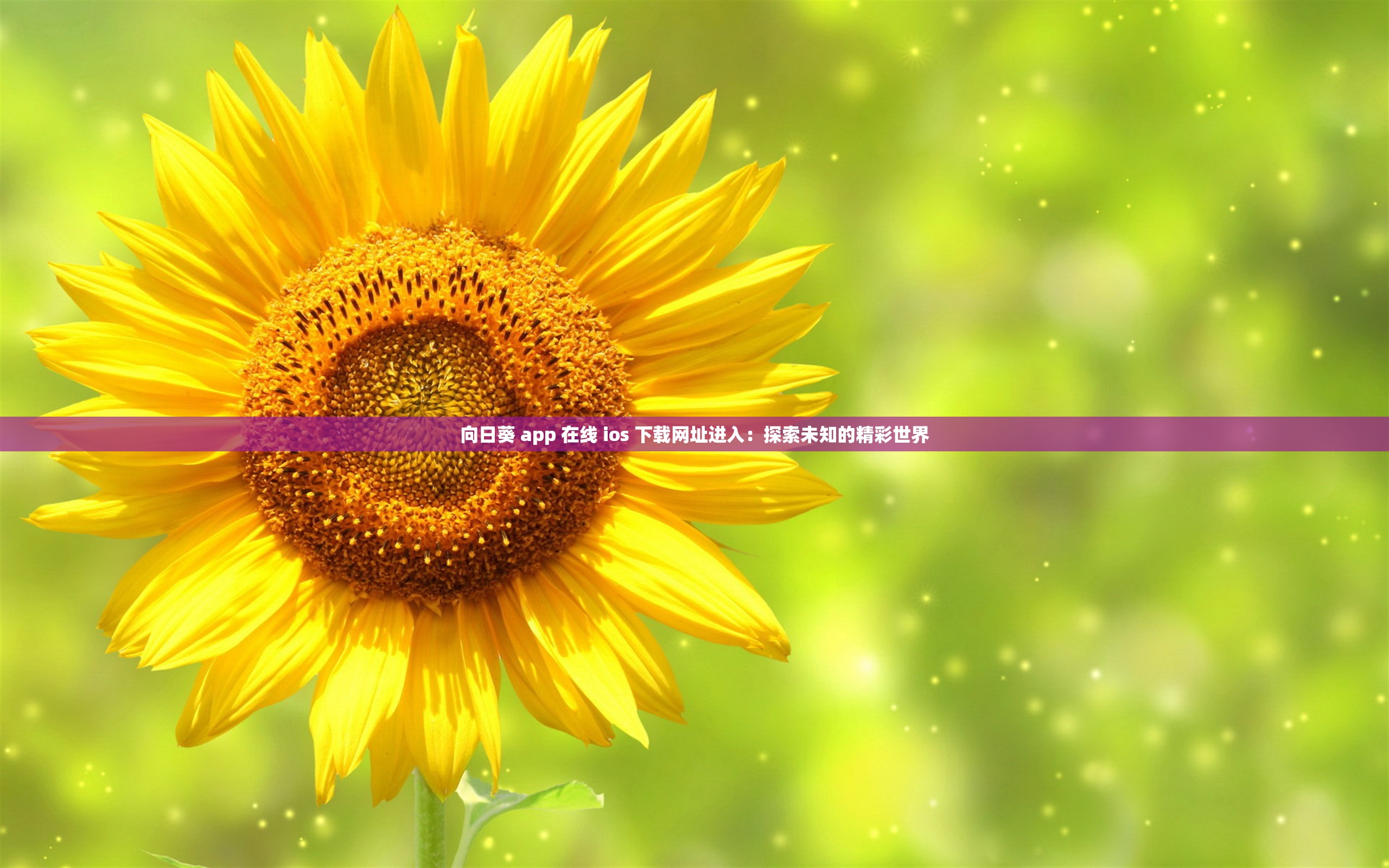 向日葵 app 在线 ios 下载网址进入：探索未知的精彩世界