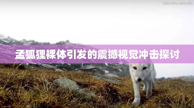 孟狐狸裸体引发的震撼视觉冲击探讨