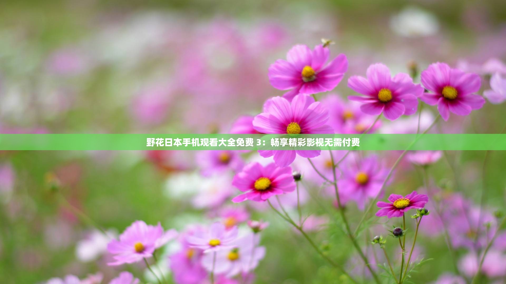 野花日本手机观看大全免费 3：畅享精彩影视无需付费