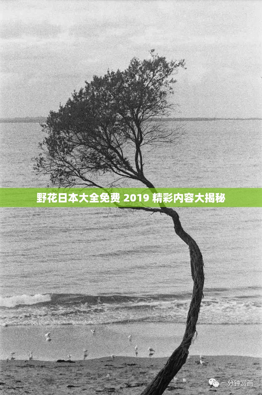 野花日本大全免费 2019 精彩内容大揭秘