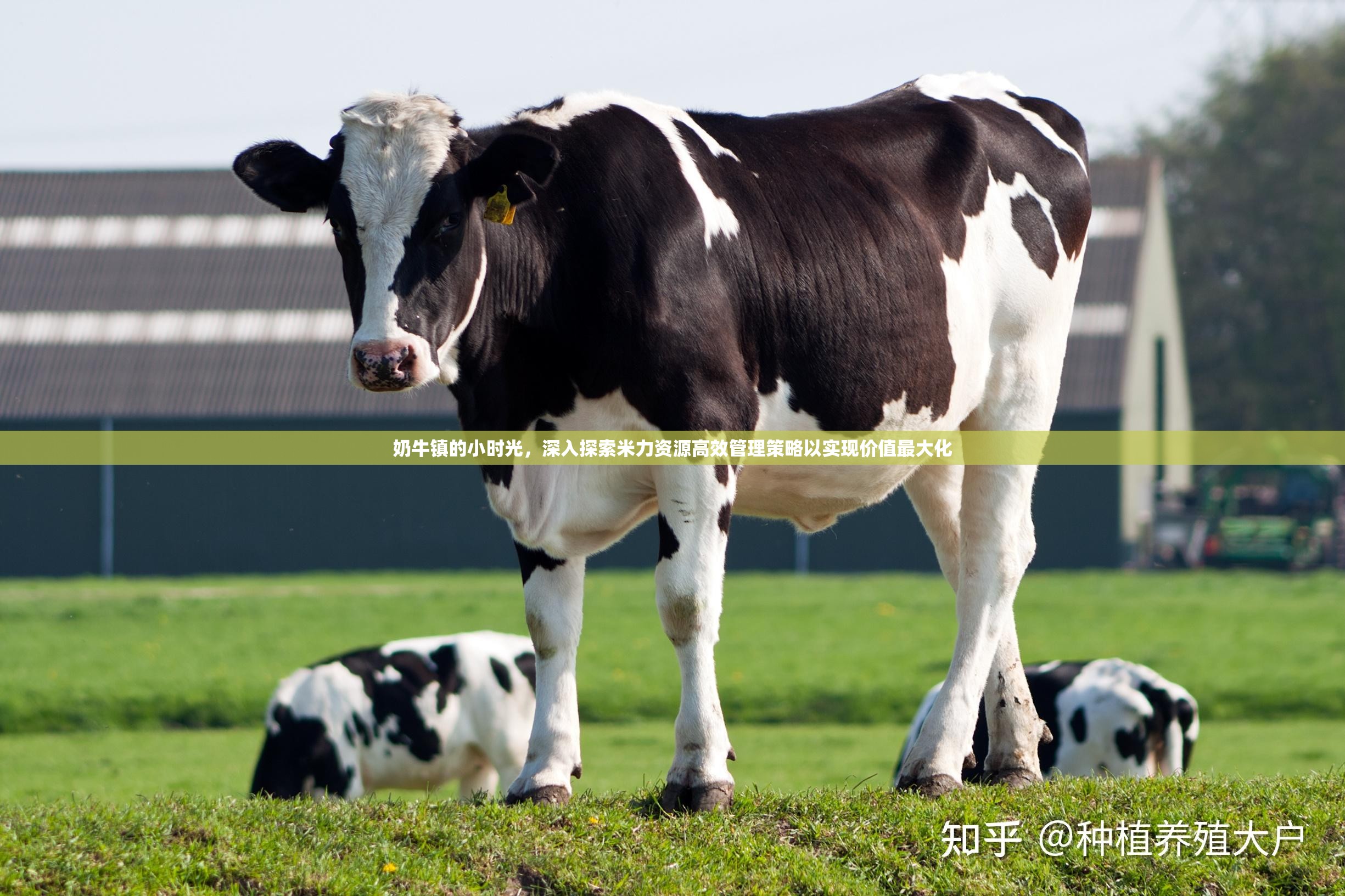 奶牛镇的小时光，深入探索米力资源高效管理策略以实现价值最大化