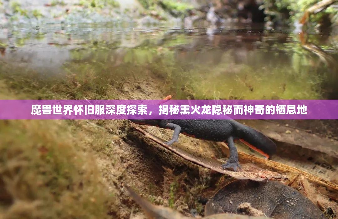 魔兽世界怀旧服深度探索，揭秘熏火龙隐秘而神奇的栖息地