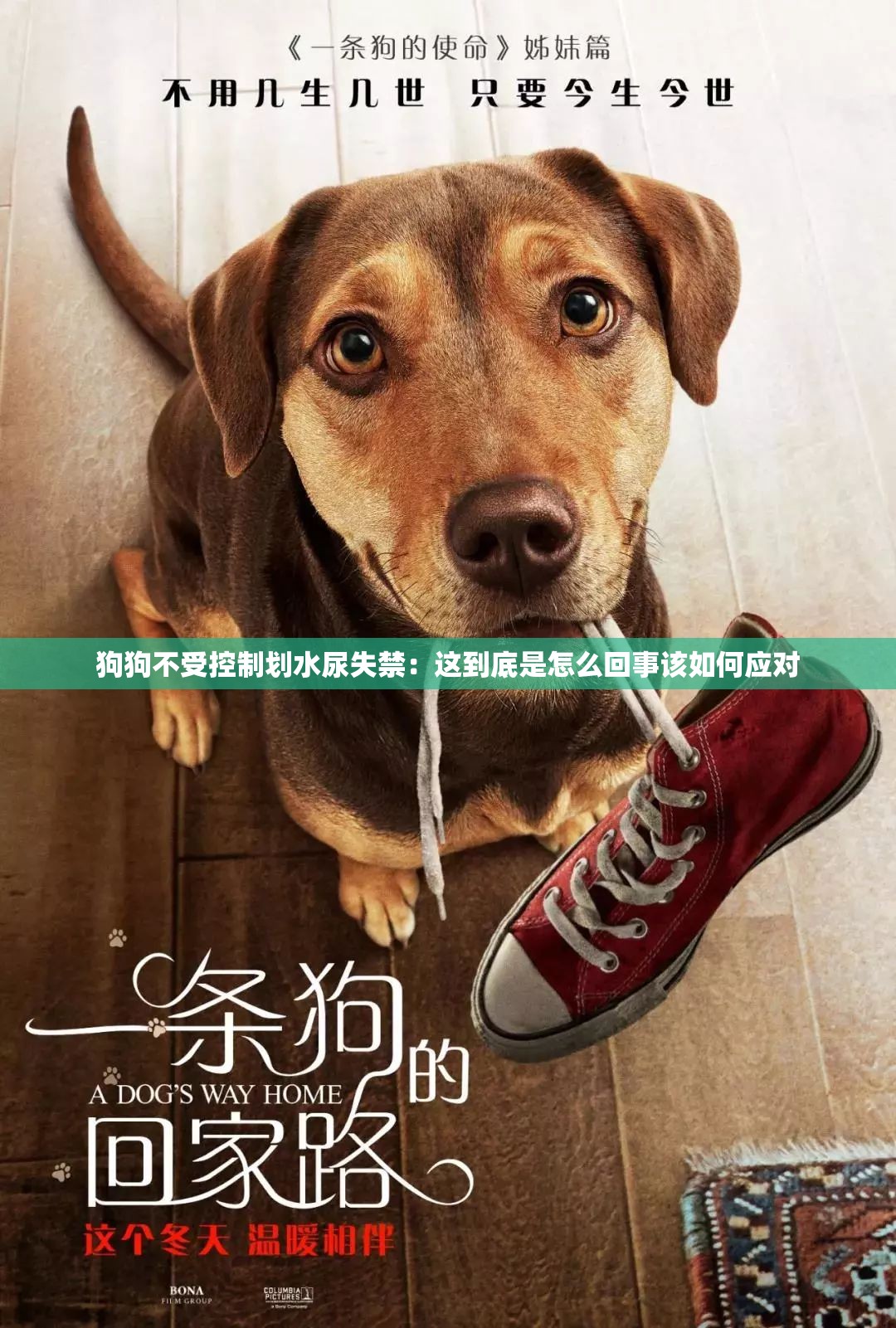 狗狗不受控制划水尿失禁：这到底是怎么回事该如何应对