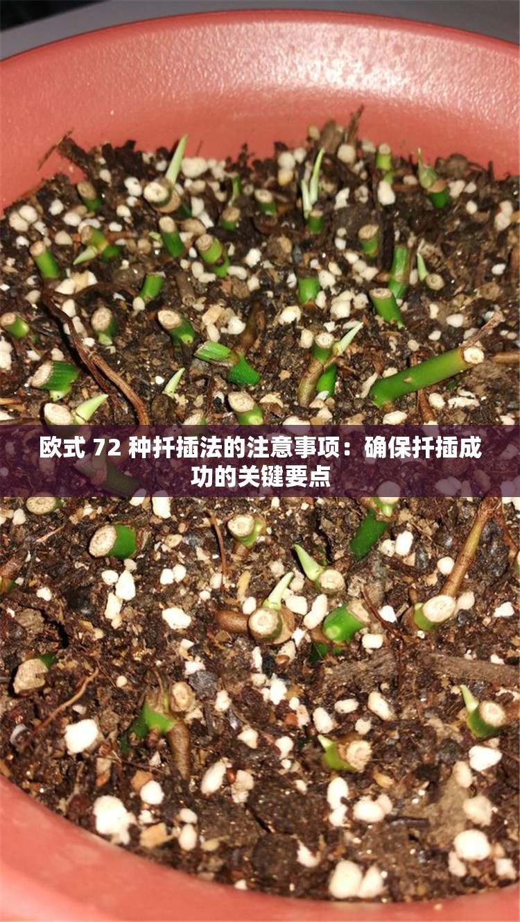 欧式 72 种扦插法的注意事项：确保扦插成功的关键要点