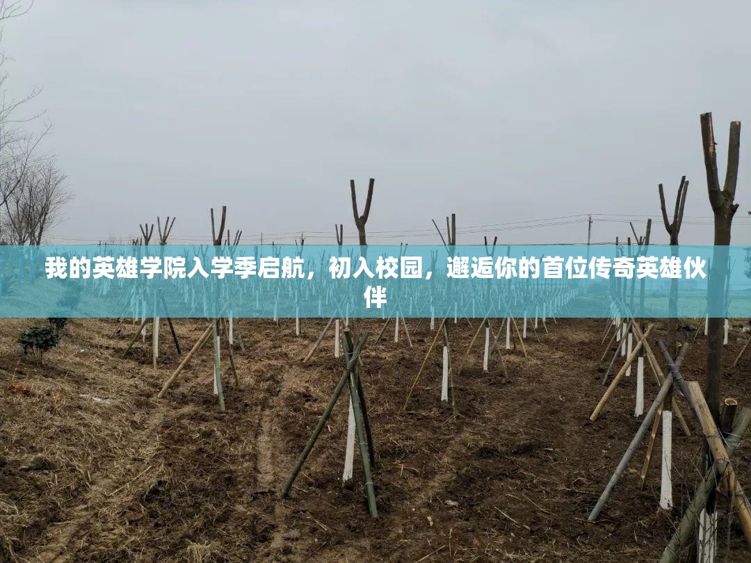 我的英雄学院入学季启航，初入校园，邂逅你的首位传奇英雄伙伴