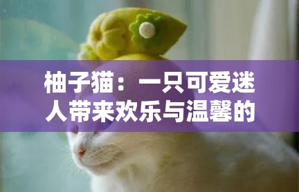 柚子猫：一只可爱迷人带来欢乐与温馨的萌宠