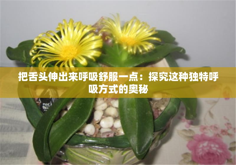 把舌头伸出来呼吸舒服一点：探究这种独特呼吸方式的奥秘