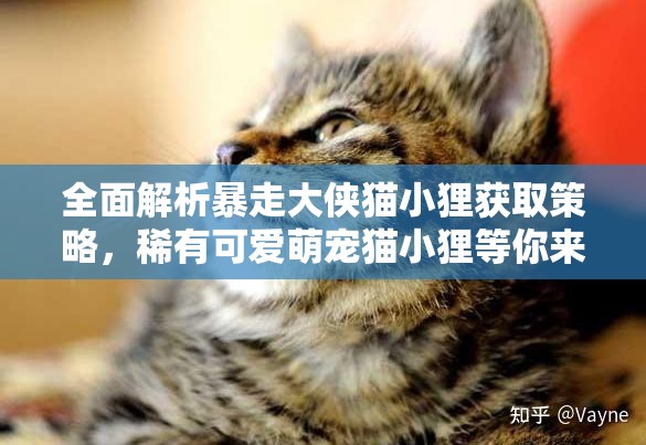 全面解析暴走大侠猫小狸获取策略，稀有可爱萌宠猫小狸等你来轻松领取！