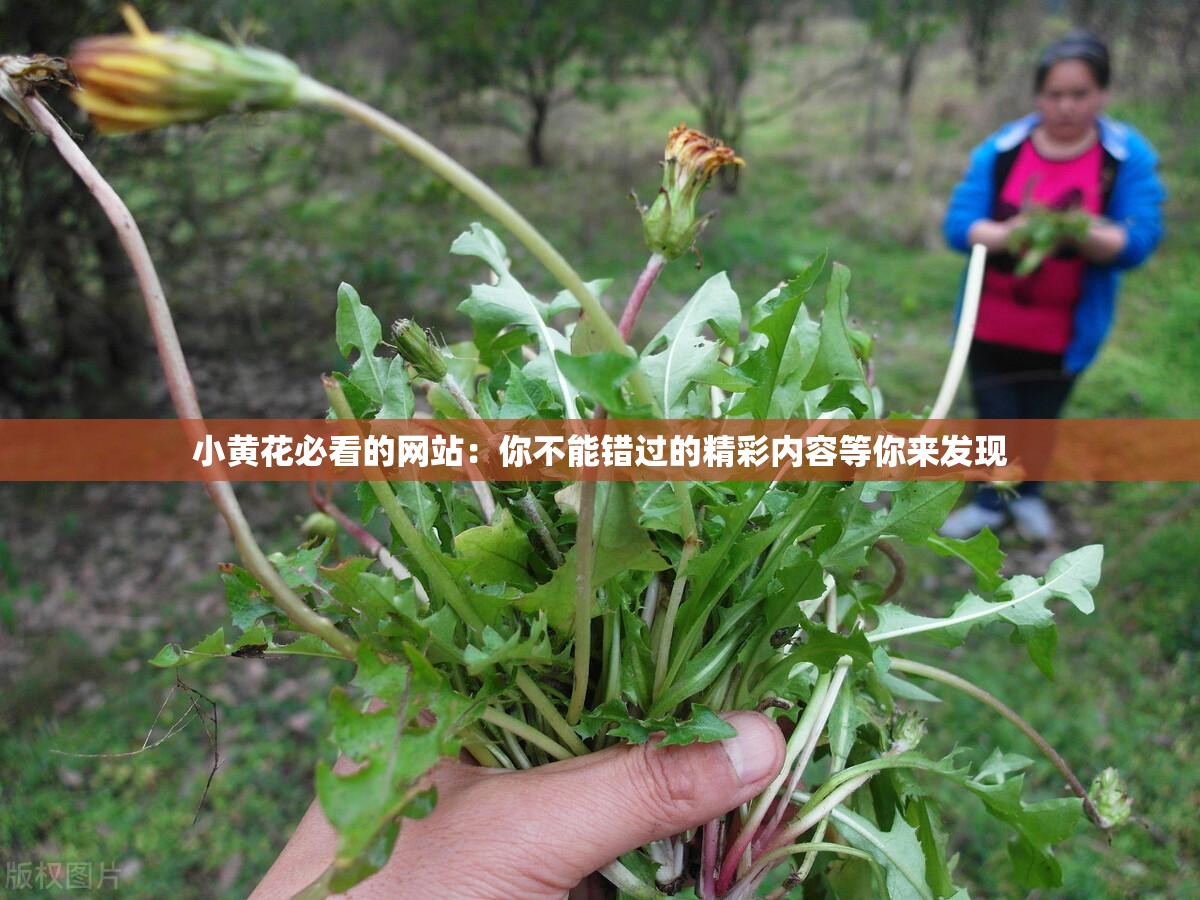 小黄花必看的网站：你不能错过的精彩内容等你来发现