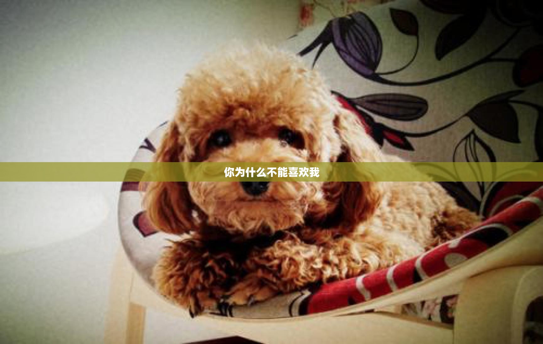 你为什么不能喜欢我