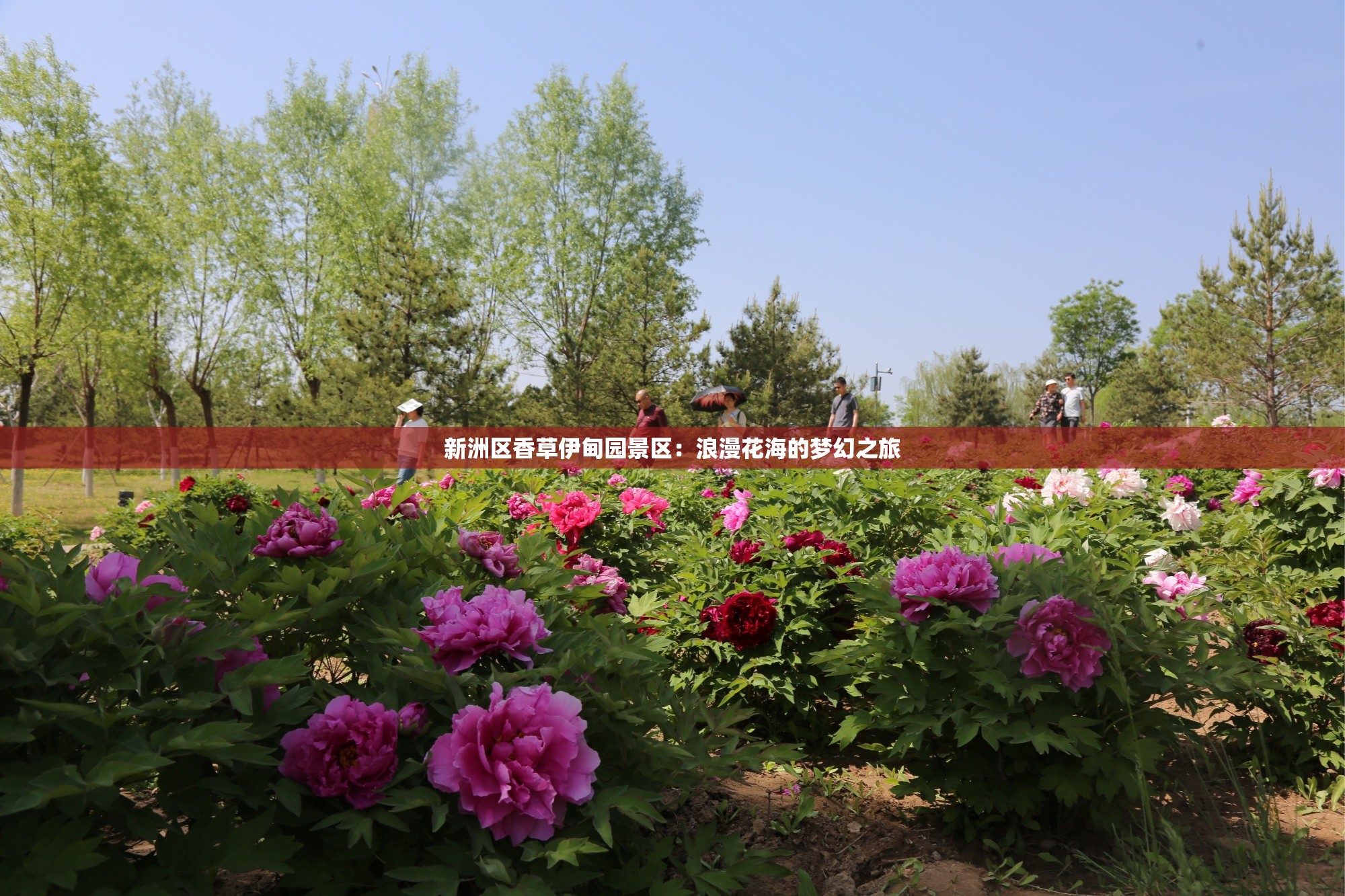 新洲区香草伊甸园景区：浪漫花海的梦幻之旅