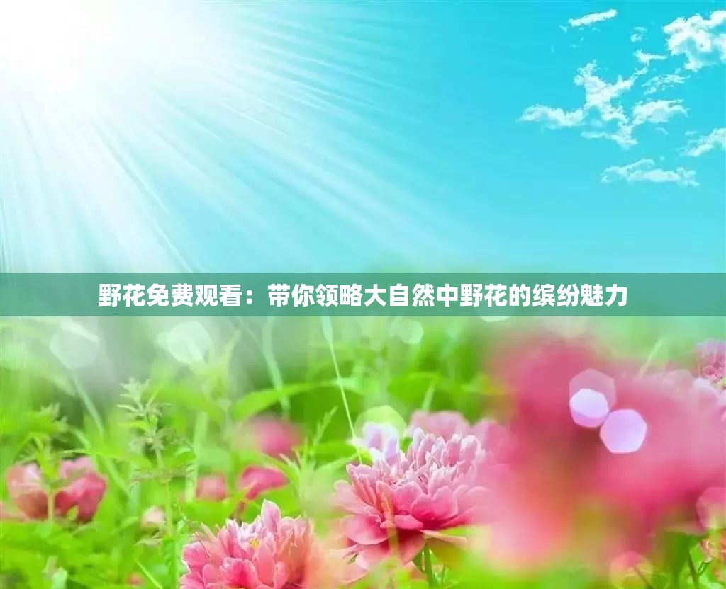 野花免费观看：带你领略大自然中野花的缤纷魅力