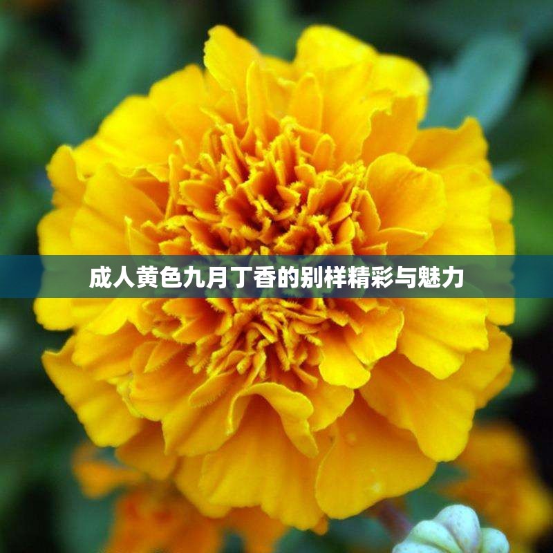 成人黄色九月丁香的别样精彩与魅力