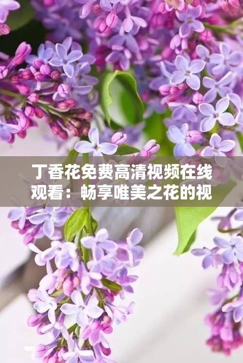 丁香花免费高清视频在线观看：畅享唯美之花的视觉盛宴