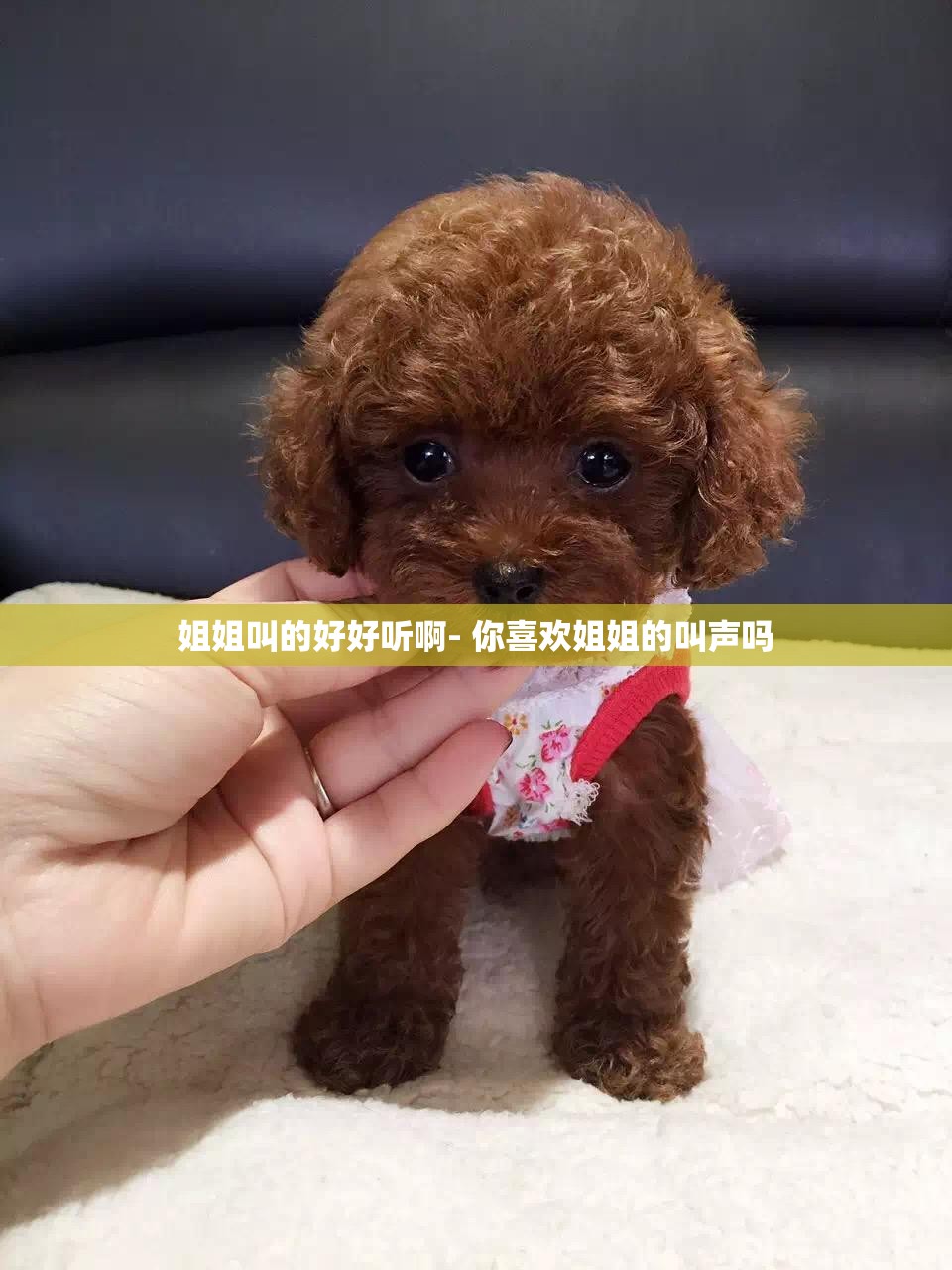 姐姐叫的好好听啊- 你喜欢姐姐的叫声吗