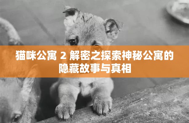 猫咪公寓 2 解密之探索神秘公寓的隐藏故事与真相