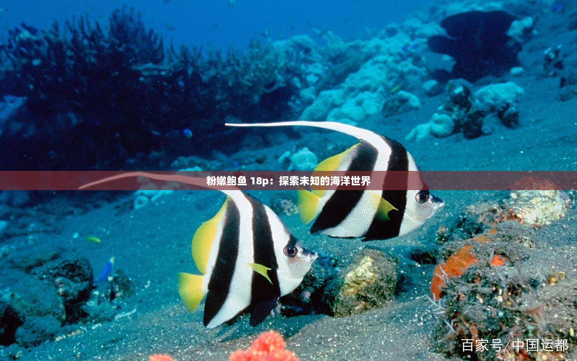 粉嫩鲍鱼 18p：探索未知的海洋世界