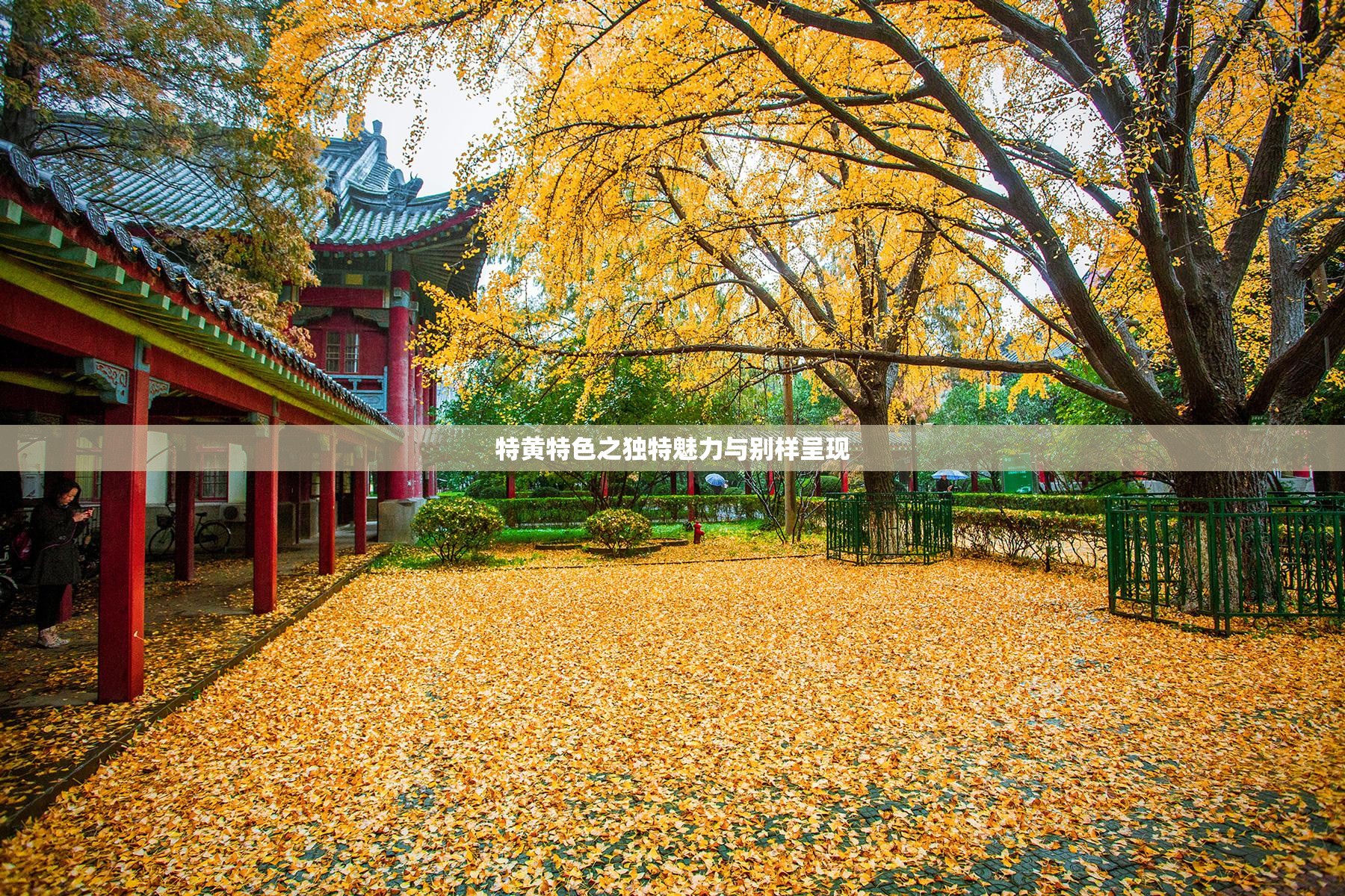 特黄特色之独特魅力与别样呈现