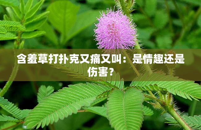 含羞草打扑克又痛又叫：是情趣还是伤害？