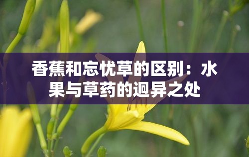 香蕉和忘忧草的区别：水果与草药的迥异之处