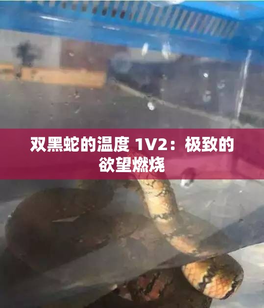 双黑蛇的温度 1V2：极致的欲望燃烧