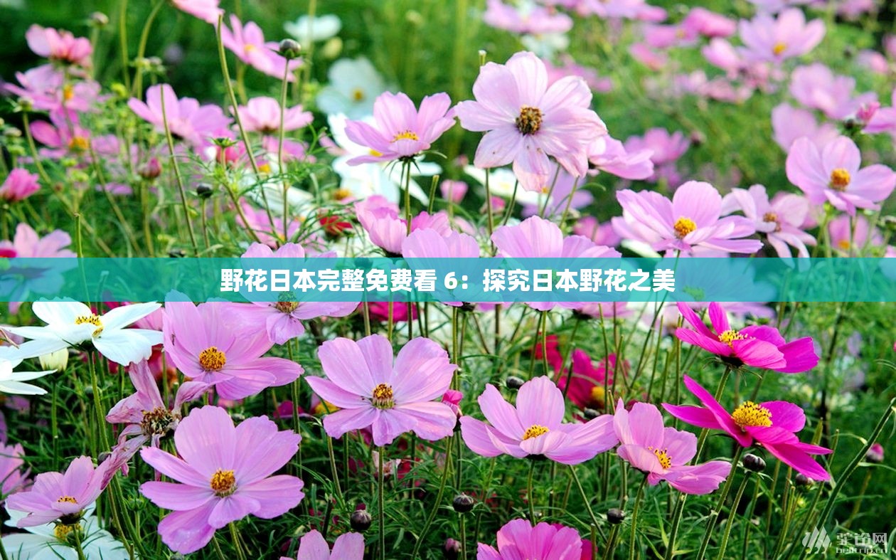 野花日本完整免费看 6：探究日本野花之美