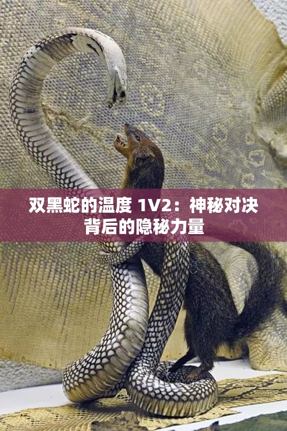 双黑蛇的温度 1V2：神秘对决背后的隐秘力量