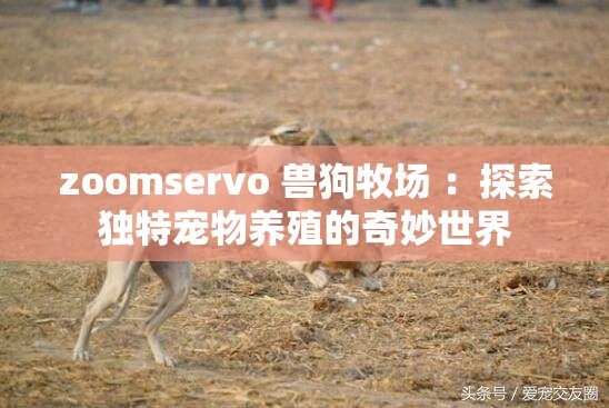 zoomservo 兽狗牧场 ：探索独特宠物养殖的奇妙世界