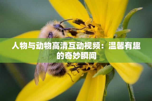 人物与动物高清互动视频：温馨有趣的奇妙瞬间