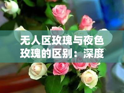 无人区玫瑰与夜色玫瑰的区别：深度剖析两者的独特魅力