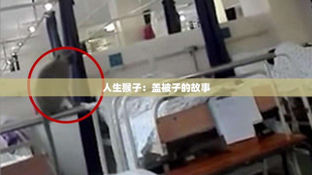 人生猴子：盖被子的故事