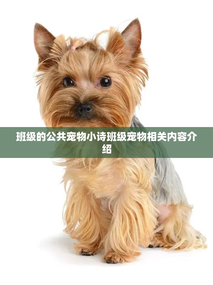 班级的公共宠物小诗班级宠物相关内容介绍