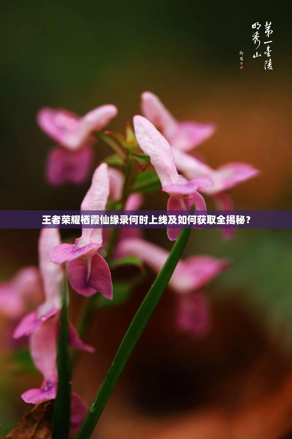 王者荣耀栖霞仙缘录何时上线及如何获取全揭秘？