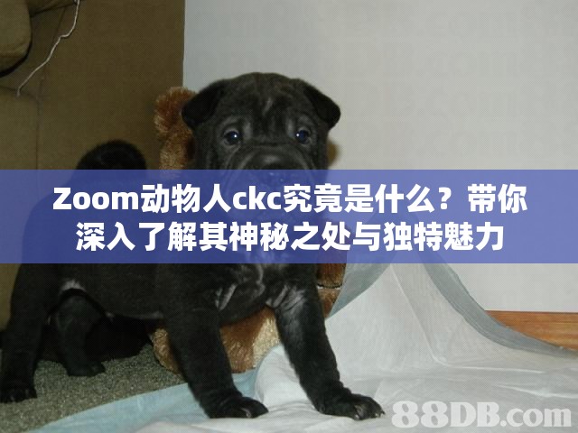 Zoom动物人ckc究竟是什么？带你深入了解其神秘之处与独特魅力