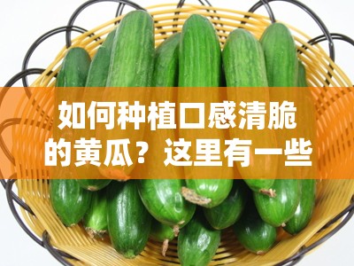 如何种植口感清脆的黄瓜？这里有一些实用的技巧