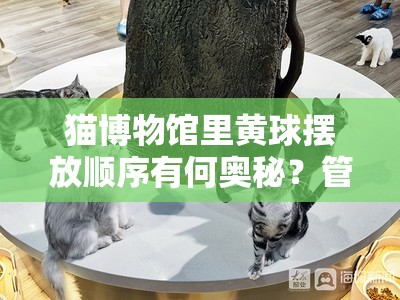 猫博物馆里黄球摆放顺序有何奥秘？管理技巧大揭秘！