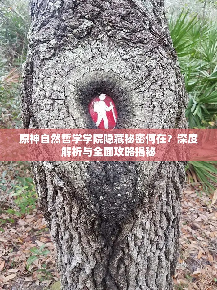 原神自然哲学学院隐藏秘密何在？深度解析与全面攻略揭秘